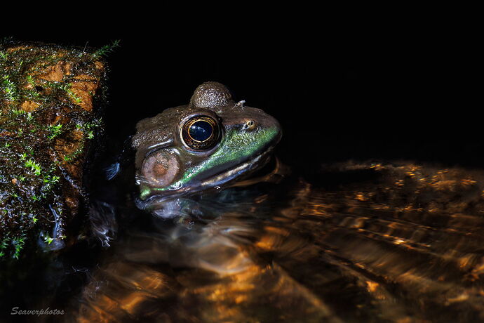 Frog in the Flow.jpg