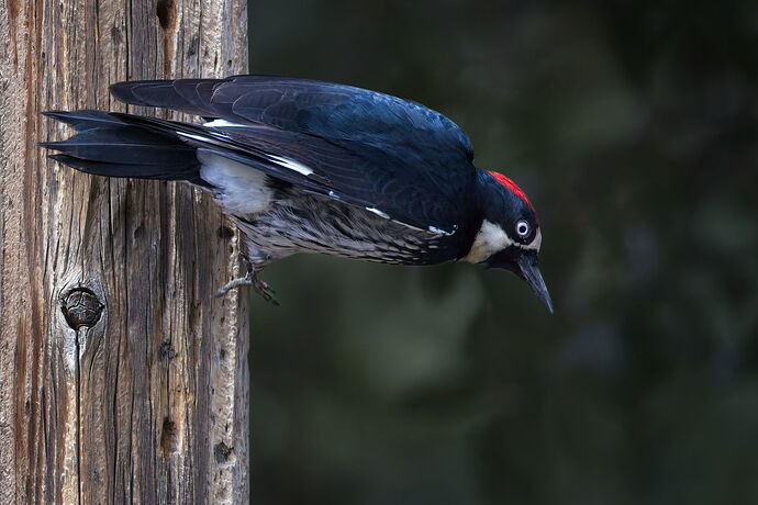20250919_bird 9211