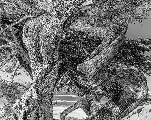 Twisted Cypress (1 of 1).jpg