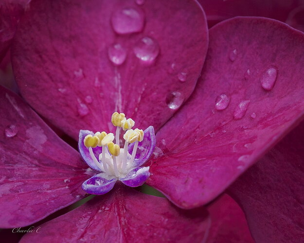 Rain Flower2