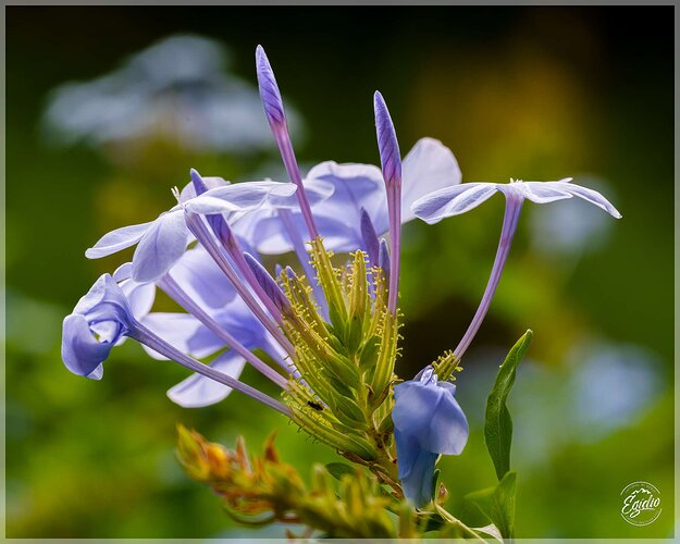 Blue Beauty