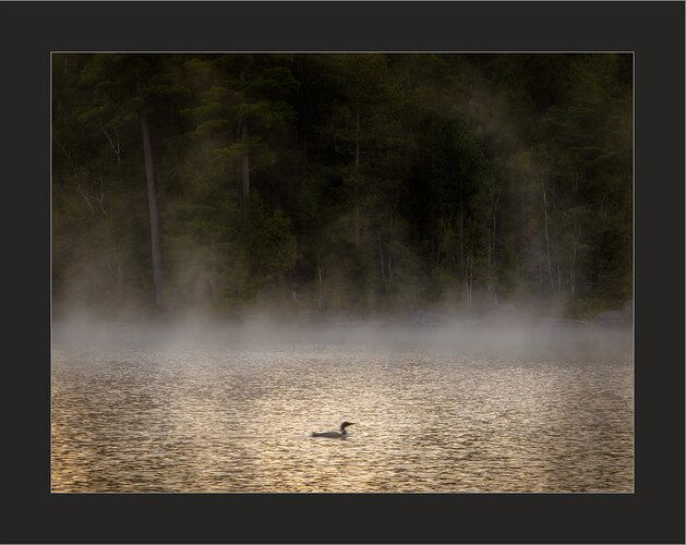 Mist,-light,-and-loon-a.r