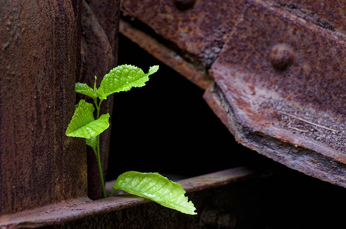 Original - LPD_IGP9396_DxO.jpg