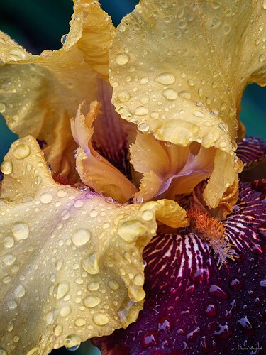 Iris Closeup