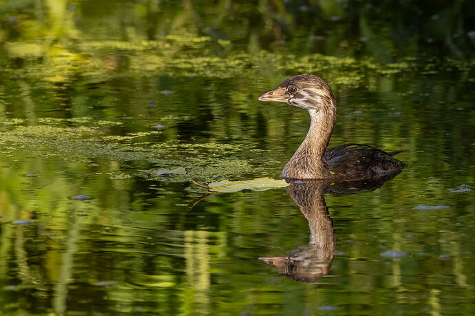 Pied-billed Grebe-NPN.jpg
