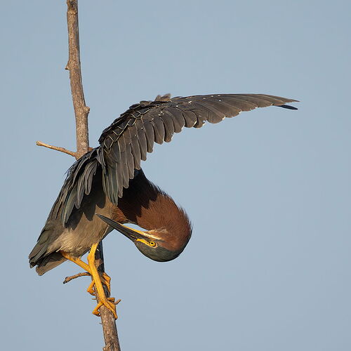 Green Heron 78.jpg
