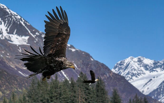 Banking Bald Eagle