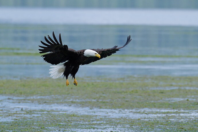 More interaction on The Hood Canal.