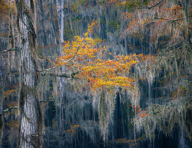 dcampbell-leaves-caddo-lake-tx-2025-npc-crop