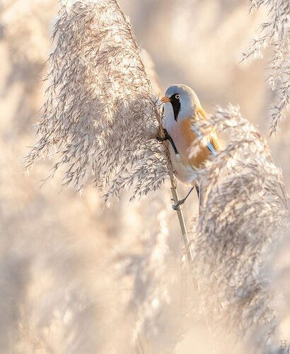 Hans-bird