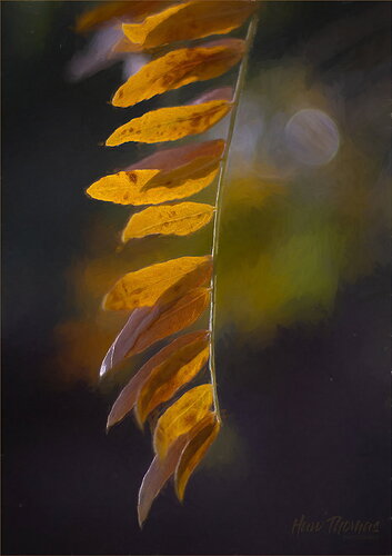 Original - acacia.jpg