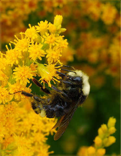 -20250720-_7R58840-Bumblebees-DxO_DeepPRIME 3-Edit-2.jpg