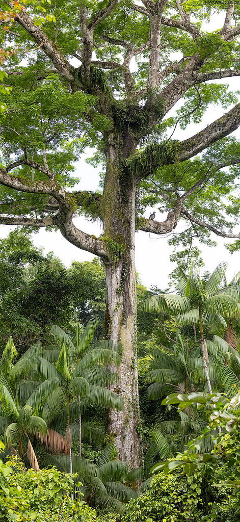 Harpy Nesting Tree - Image Critiques - Nature Photographers Network