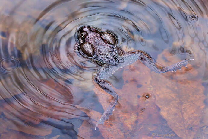 Wood Frog Calling.jpg