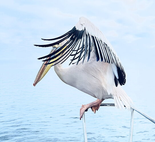 Original - Great American Pelican.jpg