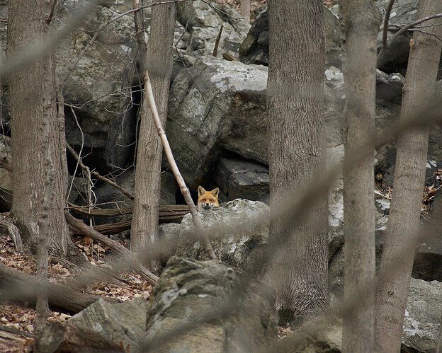 The Foxes at Tarrywille Park