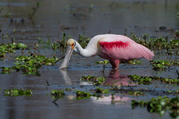 Original - DSC_6795_DxO.jpg