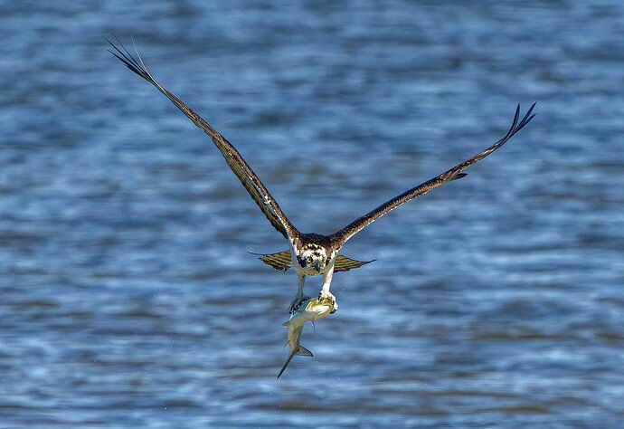 Osprey with a Fresh Catch