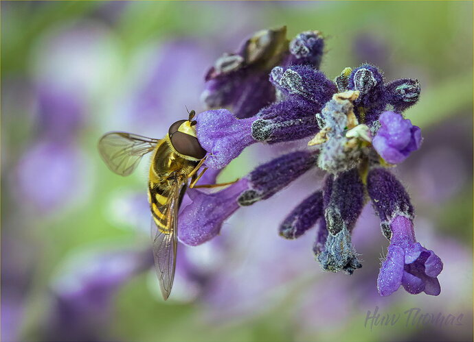 v2.22marm hoverfly 20260614-IMG_2833