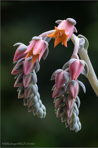 Full of-Grace-2026-01-22-22-15-22-(A,R8,S4)A7r3-26.jpg