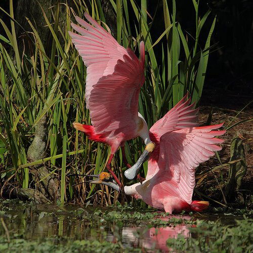 Roseate Spoonbill 9