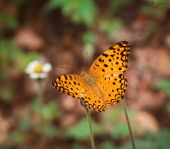 Leopard butterfly in act