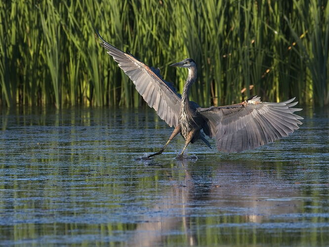 20250913_bird 7548.jpg
