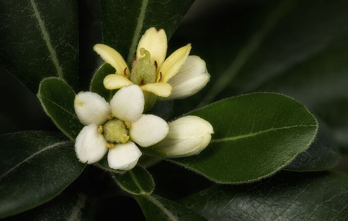 2025-11-03-11.56.17 ZS DMap-Edit-Edit