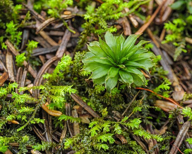 A single rosette