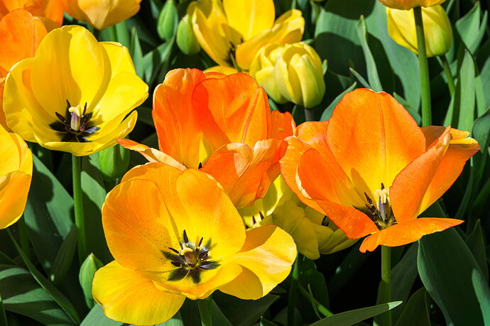 20260405-_0Z80384 - Tulip Festival.jpg
