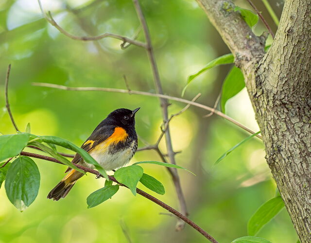 AmericanRedstart.jpg