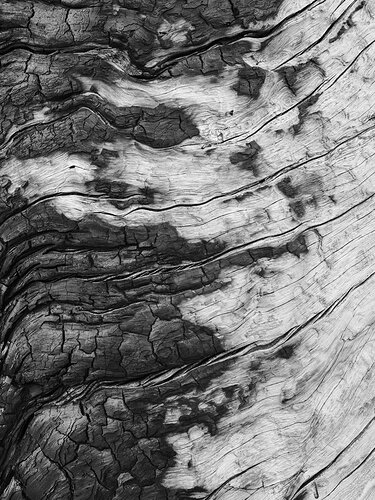 Charred Tree (2).jpg