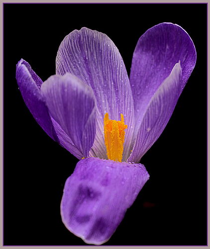 Crocus#2-NPN.jpg