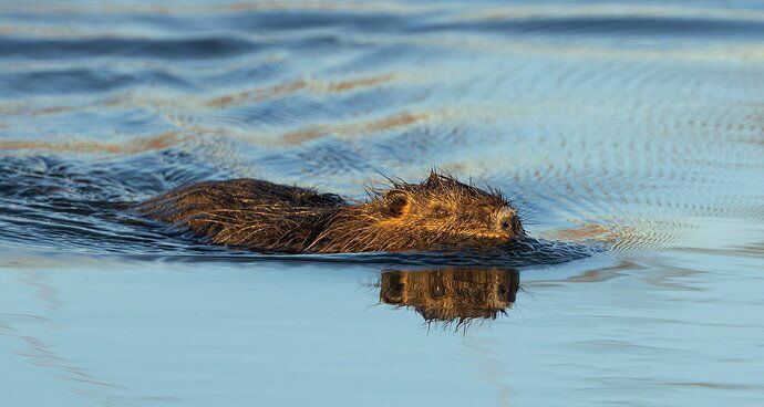 Nutria.jpg