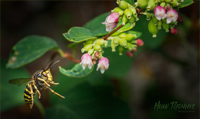 Original - wasp 20260803-DSC00285-Edit.jpg