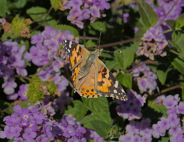 PB040412-001 Cropped.jpg