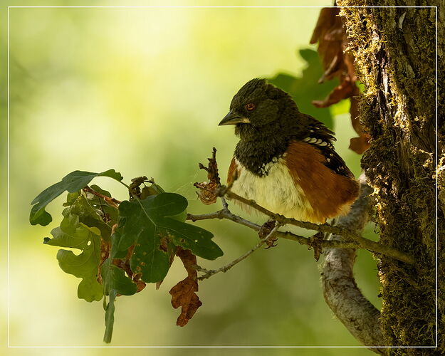 Spotted Towhee-NPN2