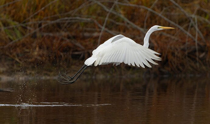 Great Egret 51.jpg