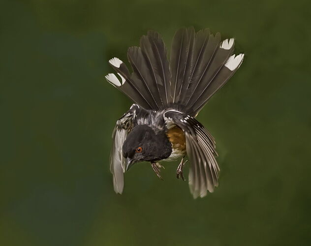 towhee in flight copy2 copy234.jpg