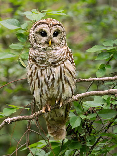 Barred Owl 11