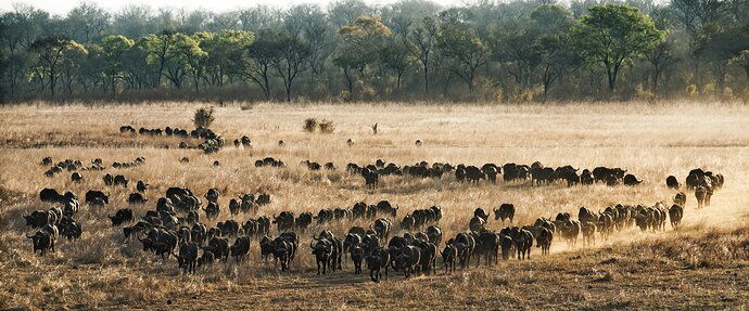 Buffalo Herd Moving Through the Grass