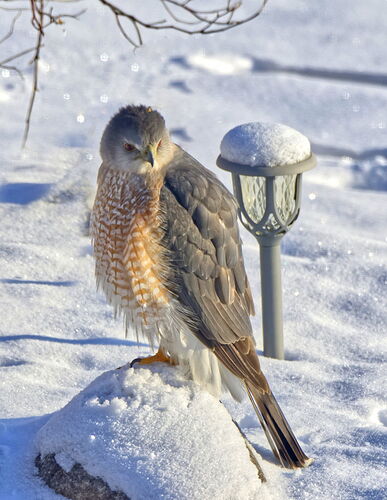 02-21-25-RS Hawk 1 copy-DM