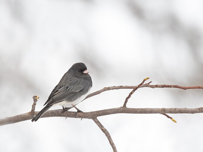 darkeyedjunco