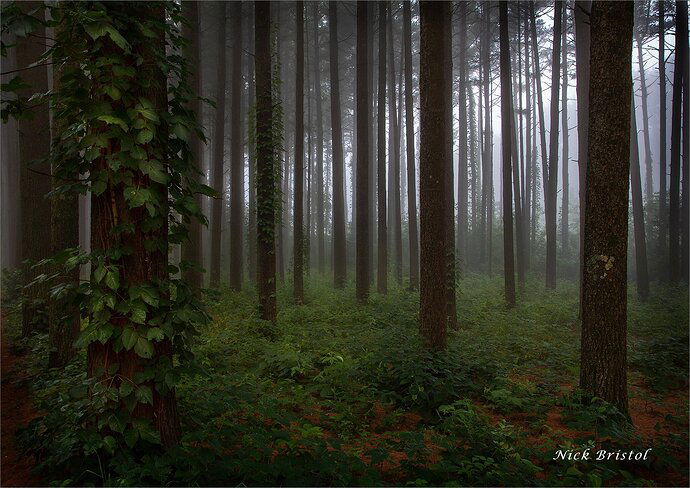 Fog in the Pine Forest