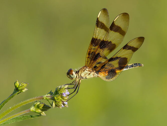 Halloween Pennant Dragonfly 16.jpg