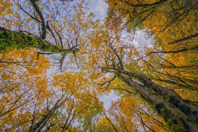 Look Up (1)