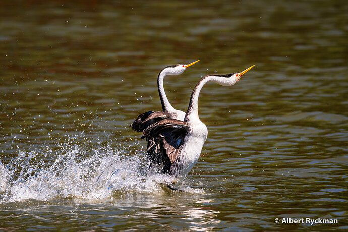 DANCING CLARK'S GREBE * NPN CANDIDATES-12 copy
