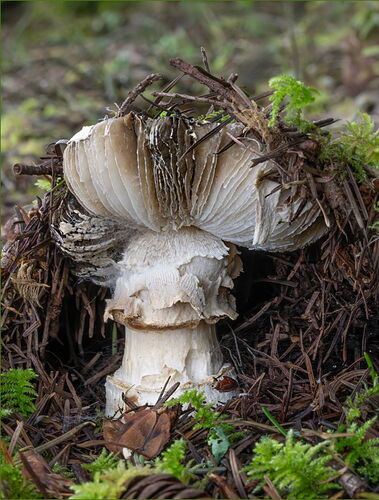 -20260216-_7R53253-Backyard Shroom-DxO_DeepPRIME 3-Edit.jpg