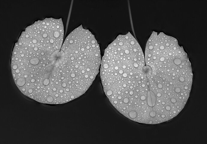 _DSC6437 copy # 2
