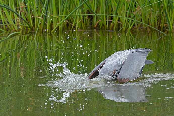 Great Blue Heron 65.jpg